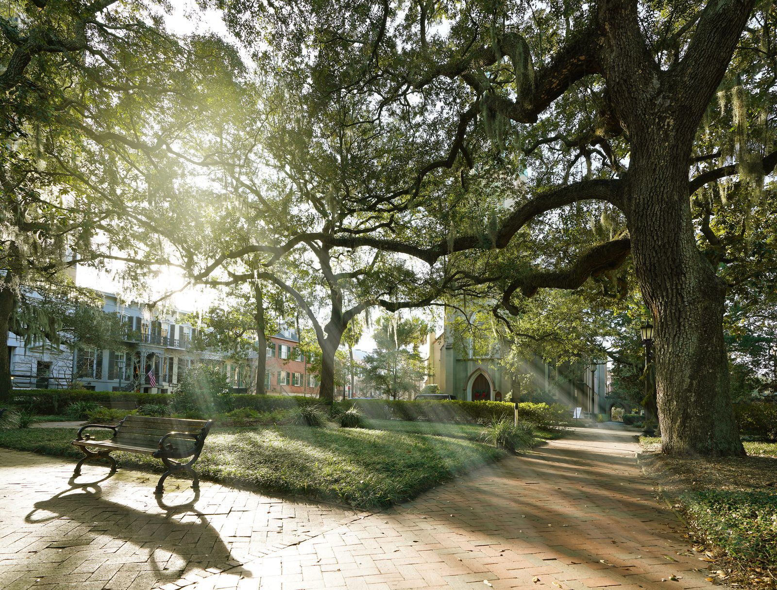 Live oaks draped in Spanish moss over a park bench in a Savannah square